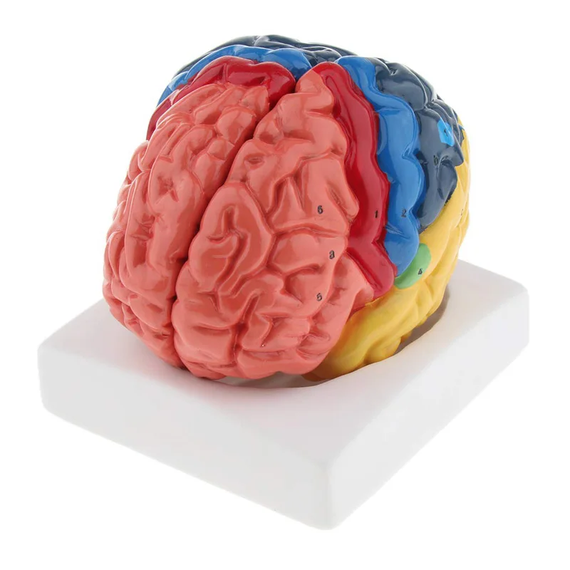 Modèle médical d'anatomie du c - Medical Lab Supplies avis et prix